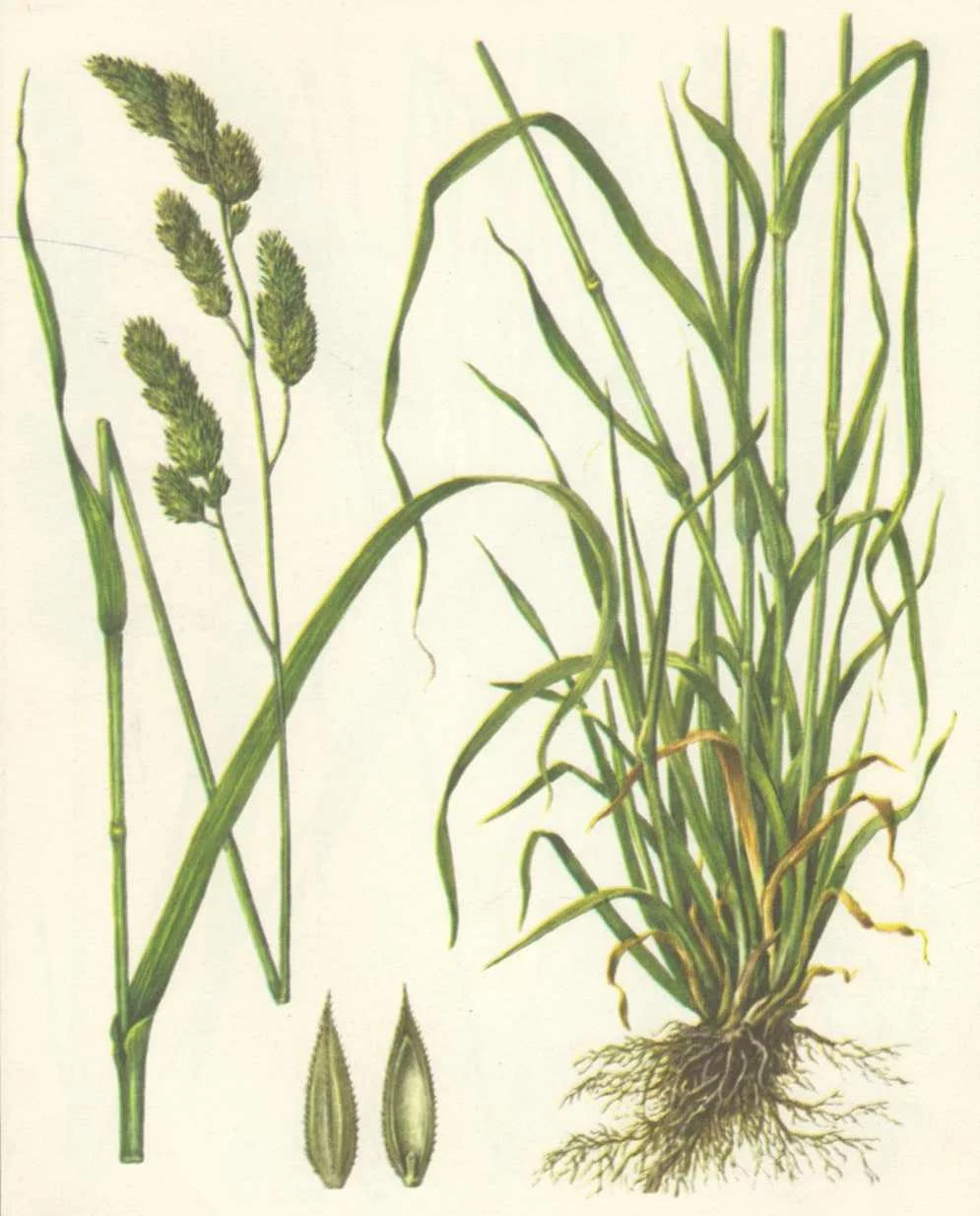 Ежа сборная — злаковая кормовая трава