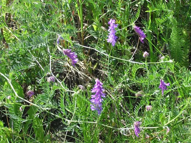 Фацелия — медоносное растение