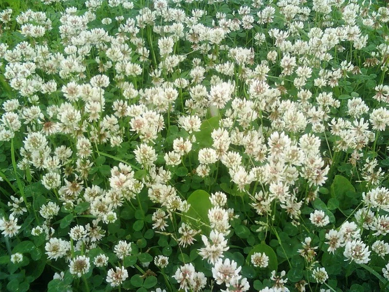 Клевер луговой — бобовая кормовая трава