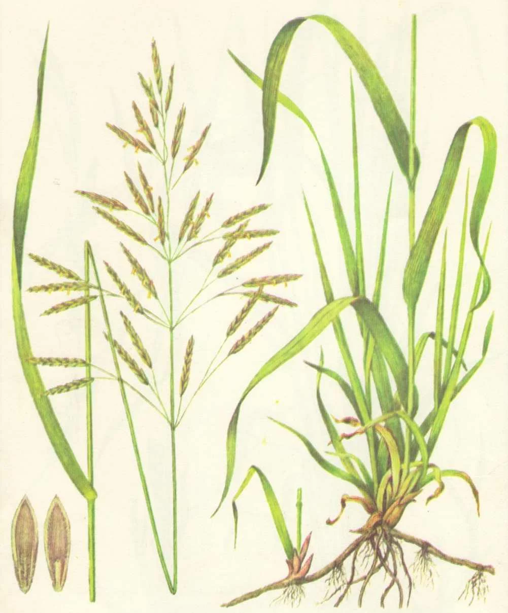 Кострец безостый — злаковая кормовая трава