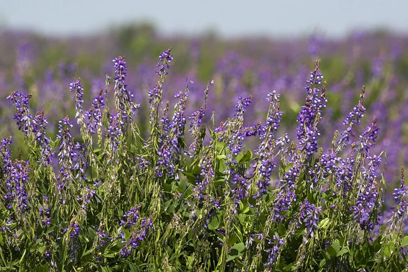Козлятник восточный — бобовая многолетняя трава