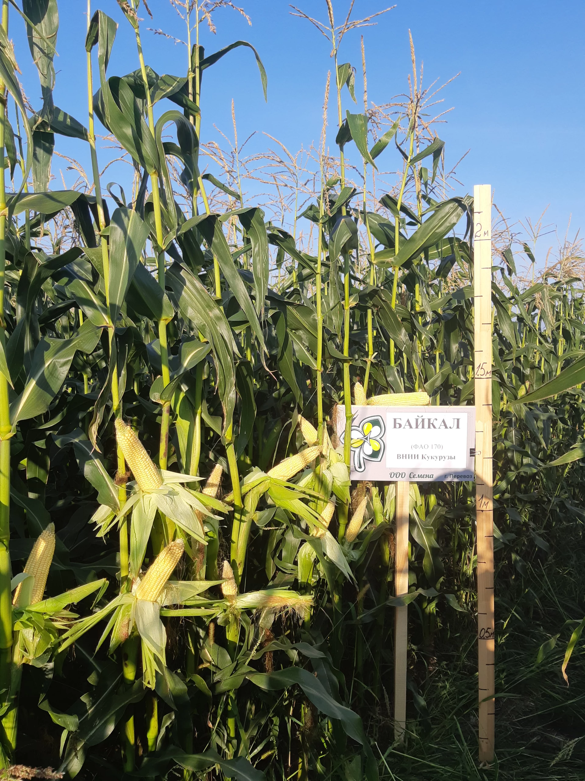 Гибрид кукурузы Байкал ФАО 180