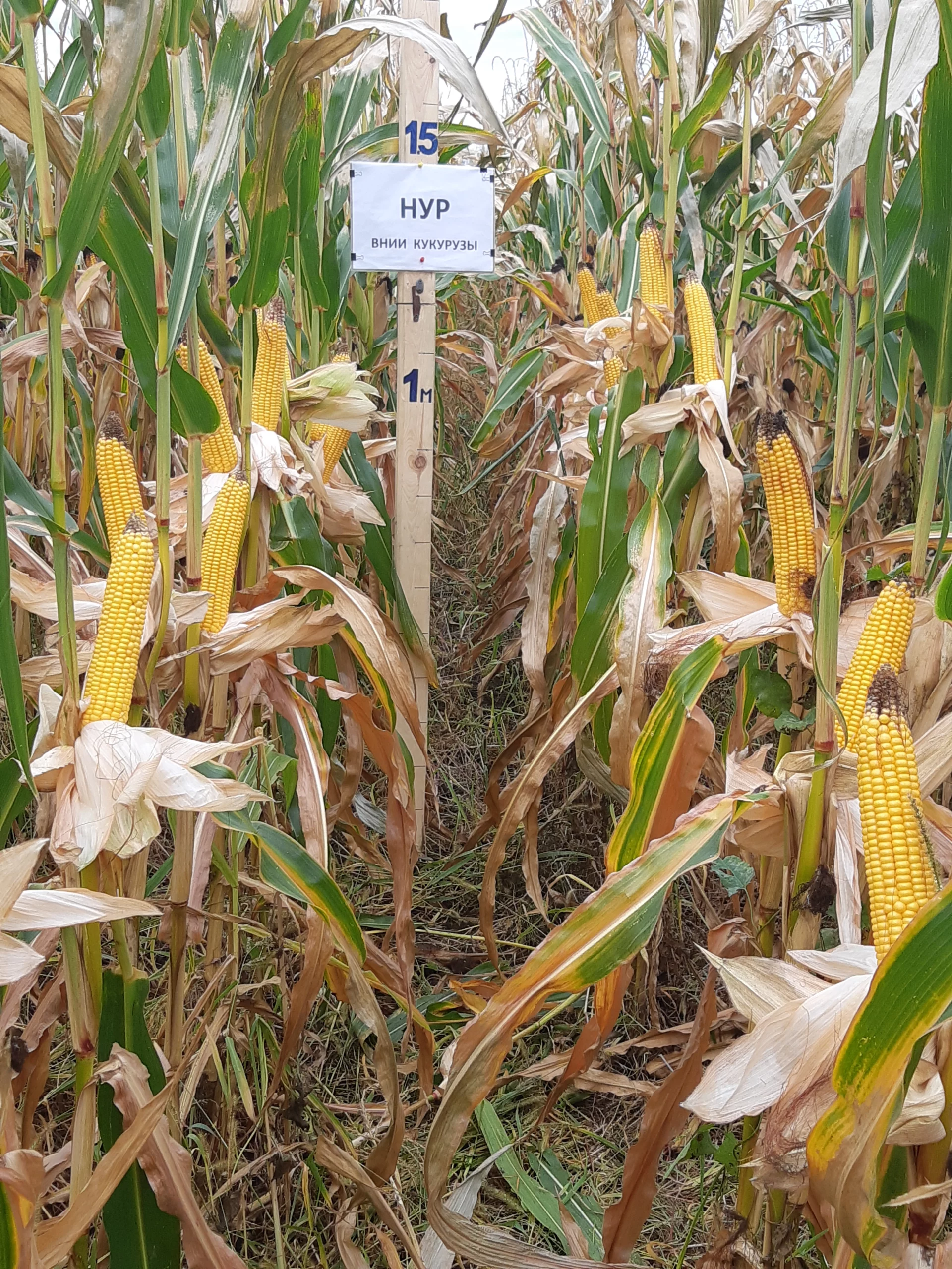 Kukuruza Ispytaniya 20180924 154130