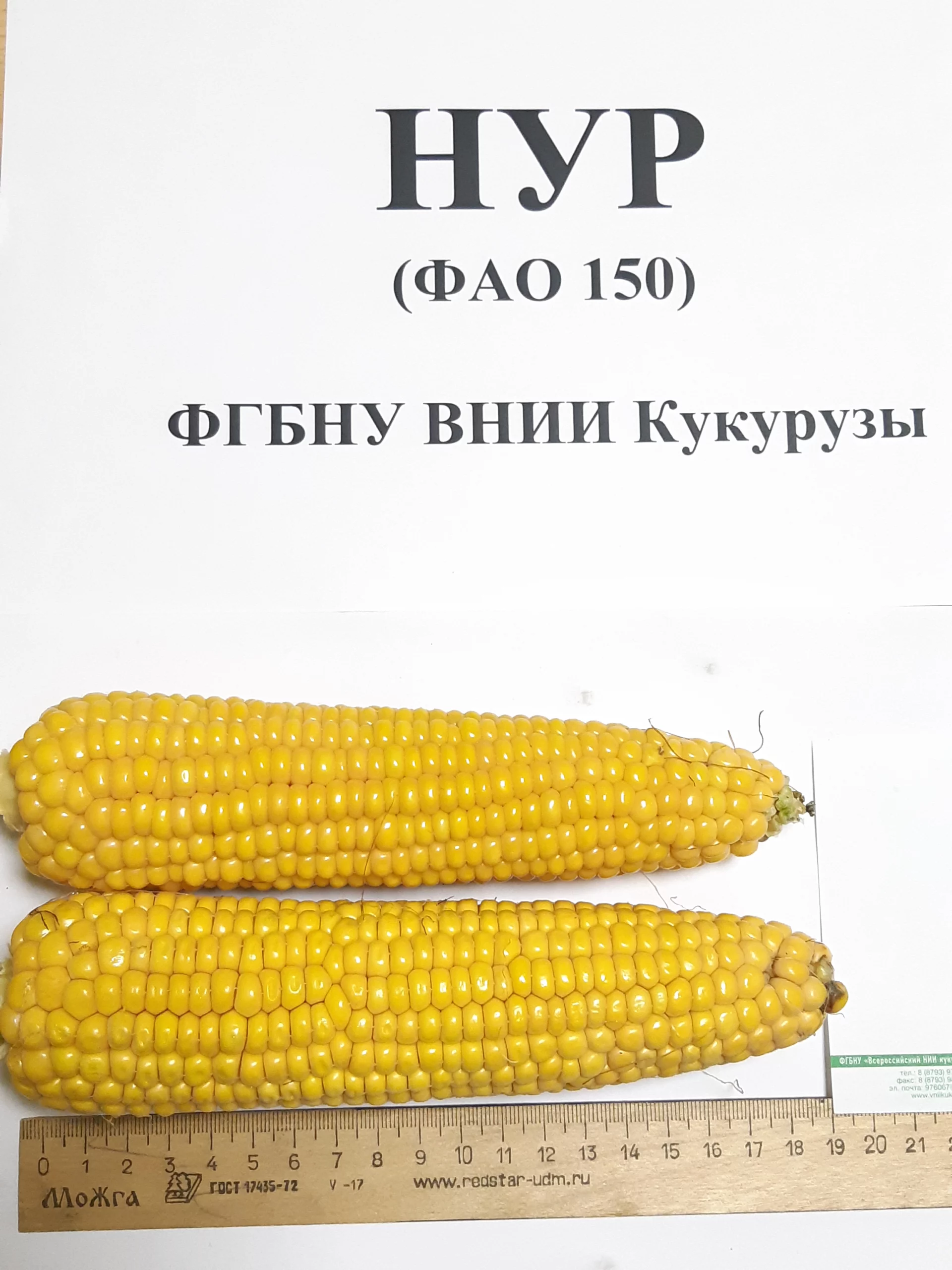 Гибрид кукурузы НУР ФАО 130