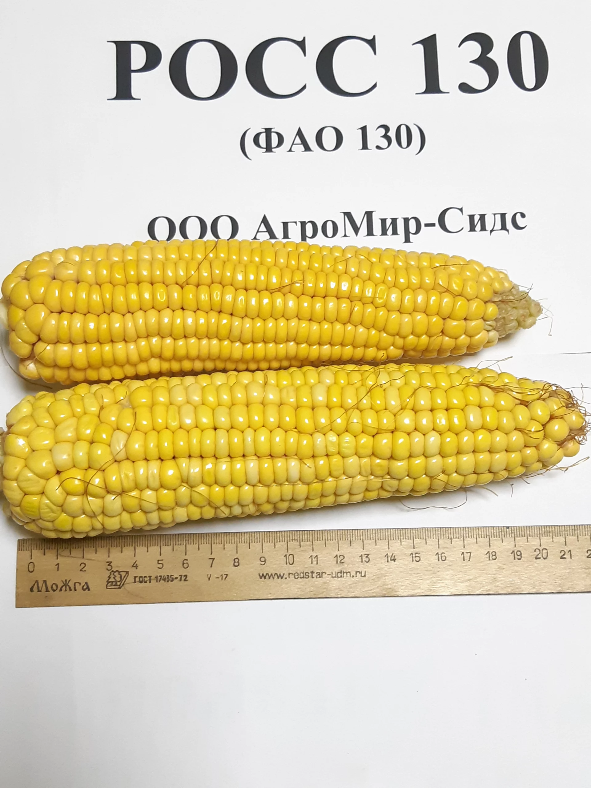 Гибрид кукурузы РОСС-130 МВ
