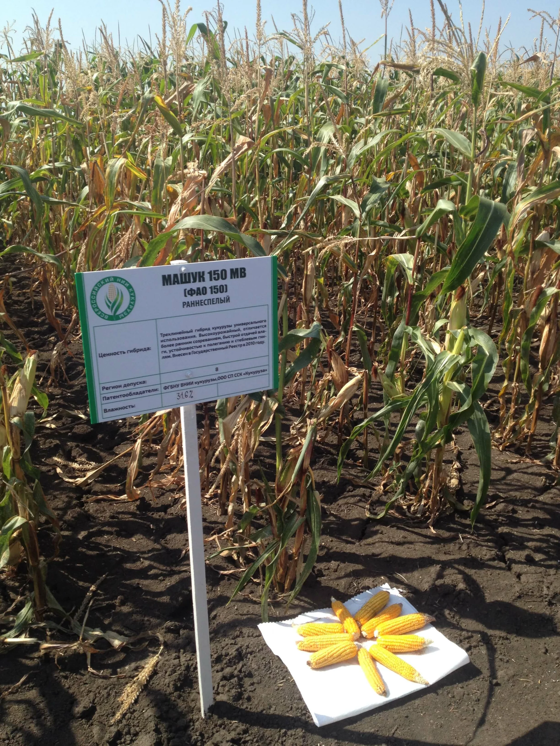 Демонстрация гибрида Машук-150 МВ