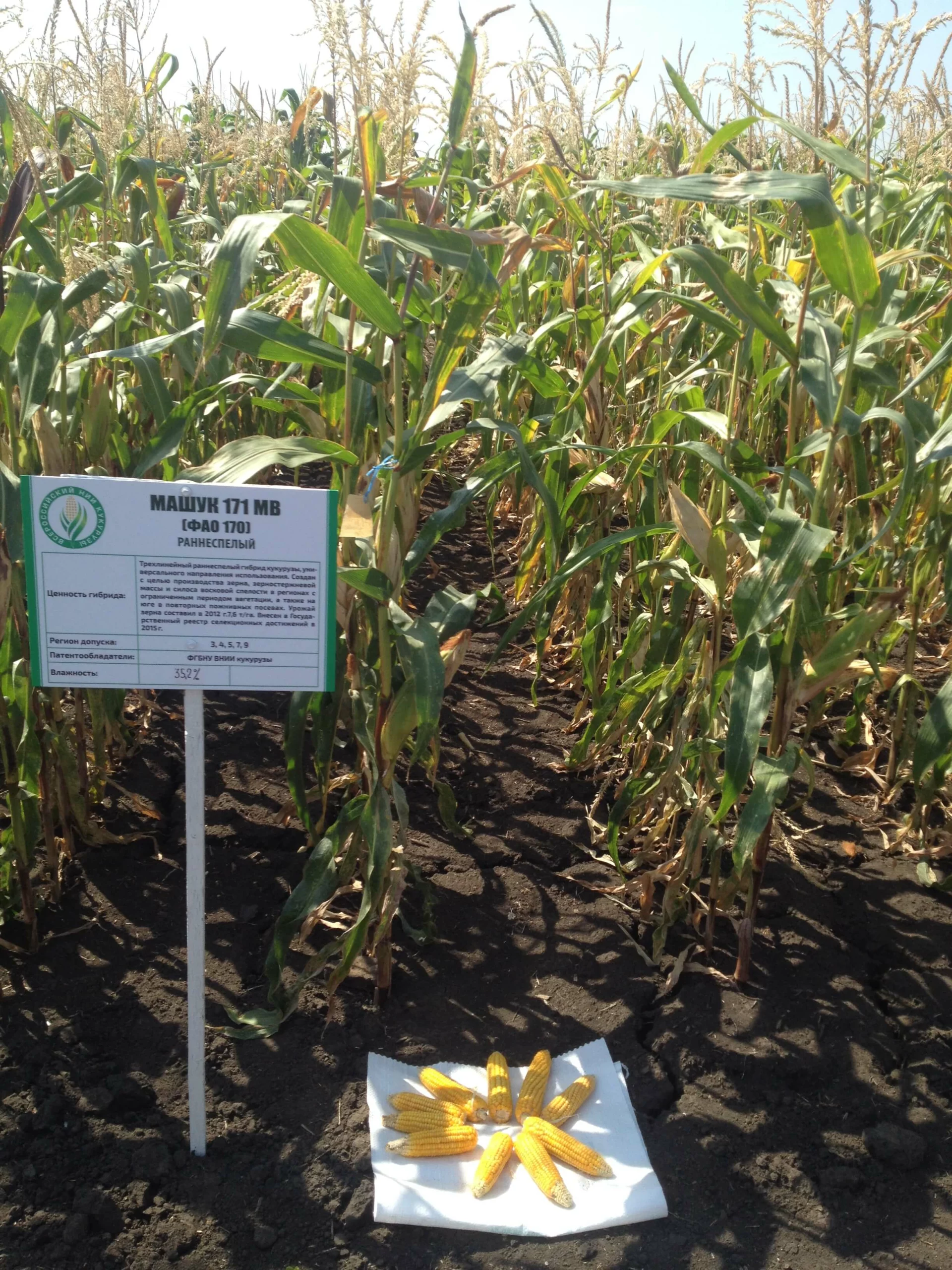 Демонстрация гибрида Машук-171