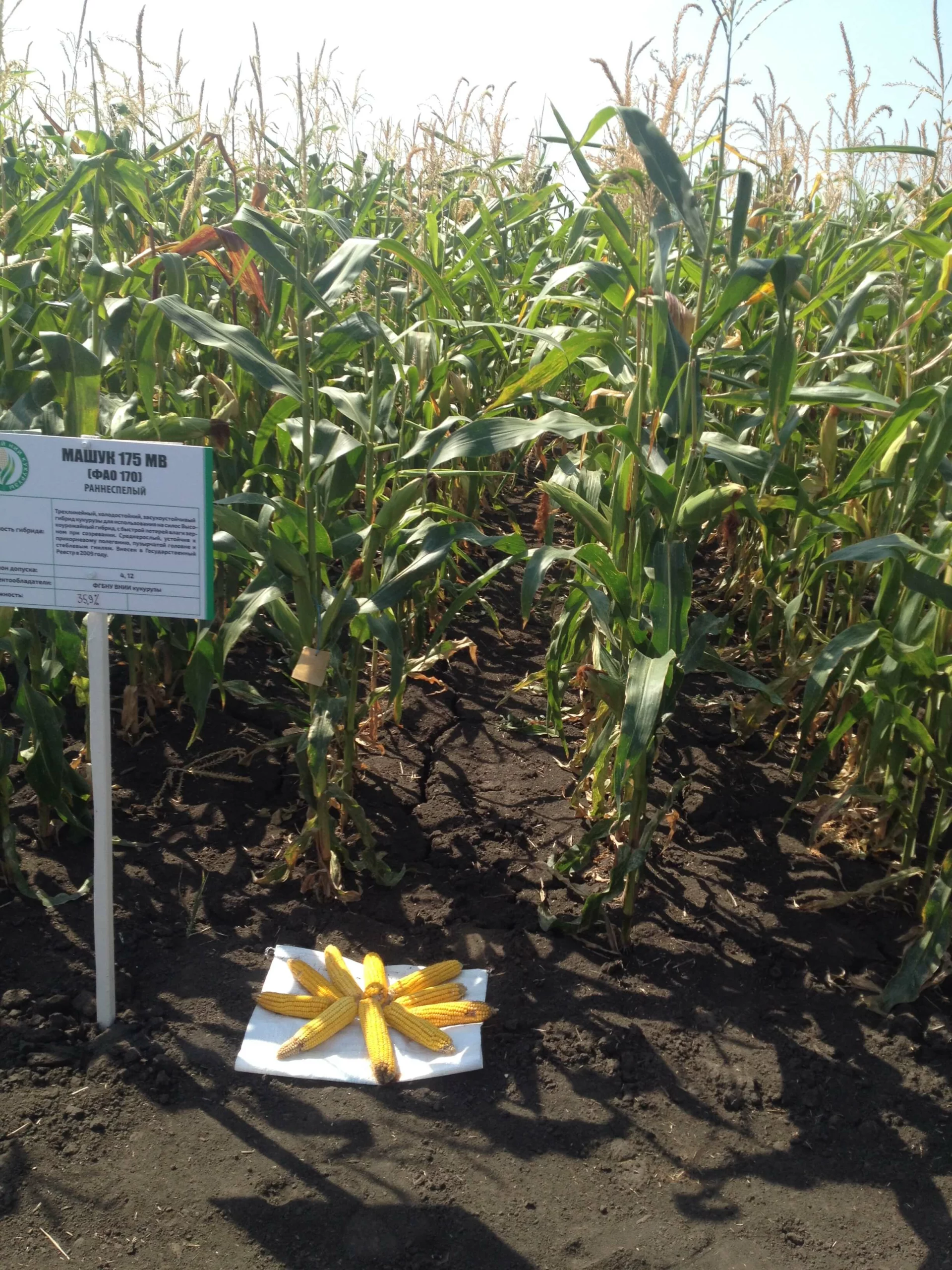 Демонстрация гибрида Машук-175 МВ