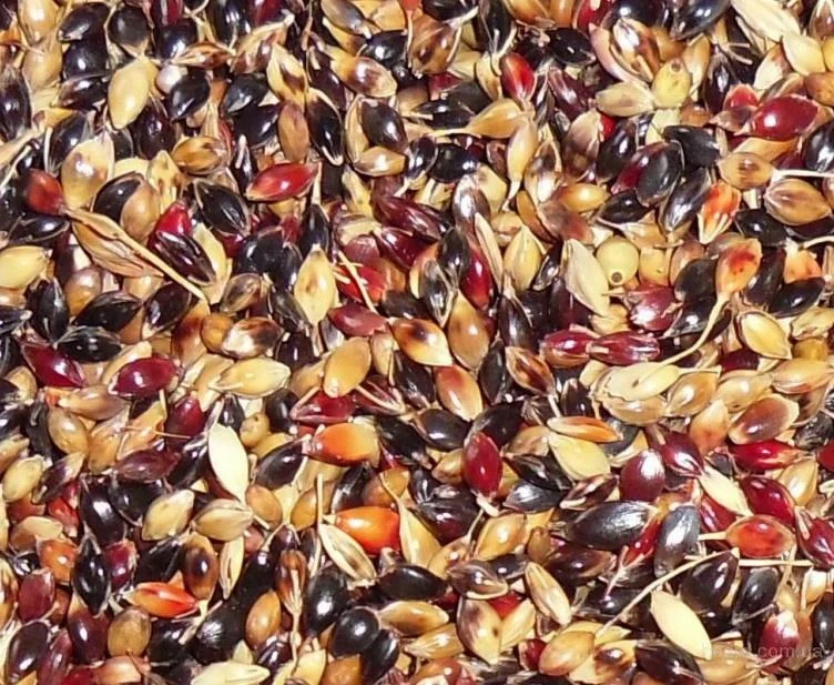 Суданская трава — однолетняя кормовая трава