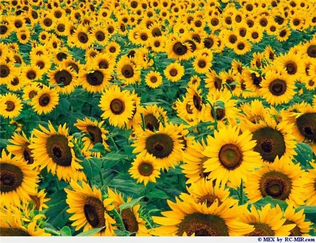 Тимофеевка луговая — кормовая злаковая трава